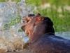 Hippo Splashing in the Rufiji River